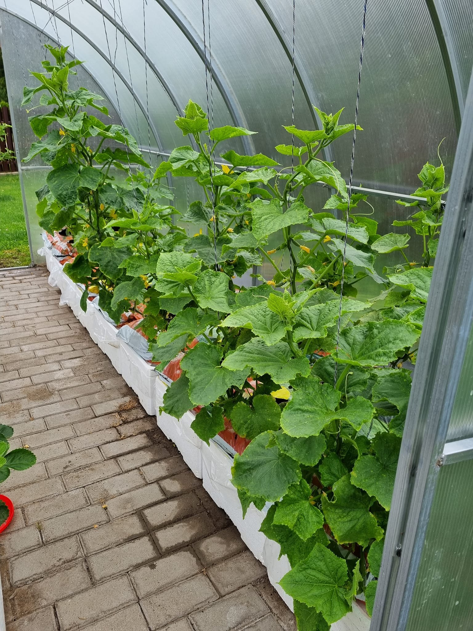 Laistymo dėžė BASIC - Image 3