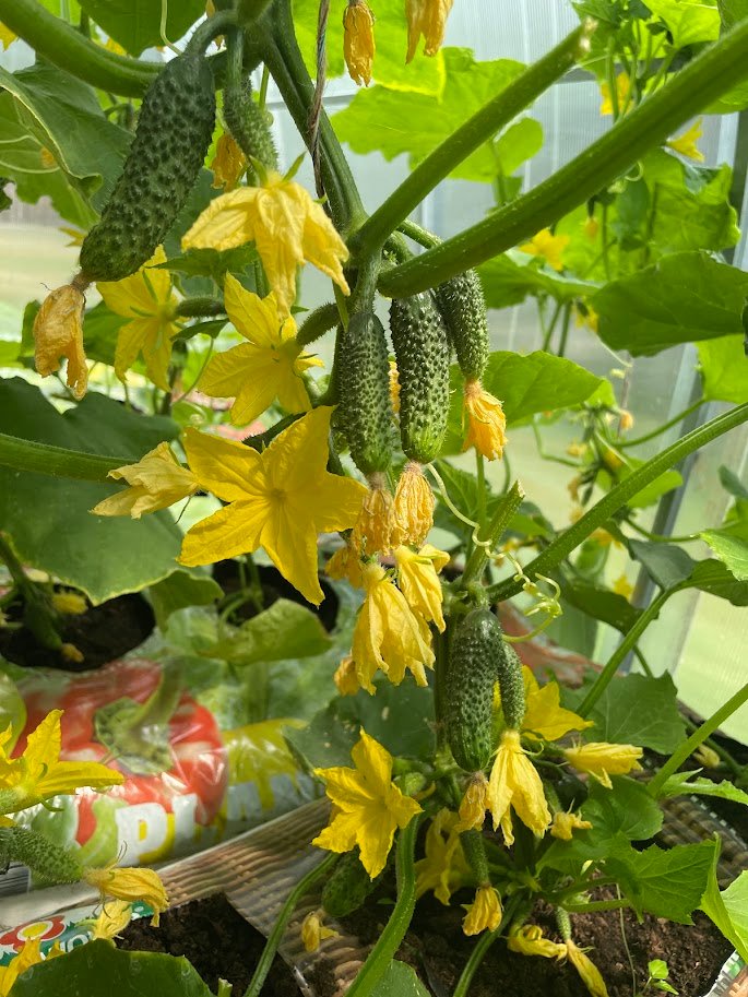 Laistymo dėžė BASIC - Image 4