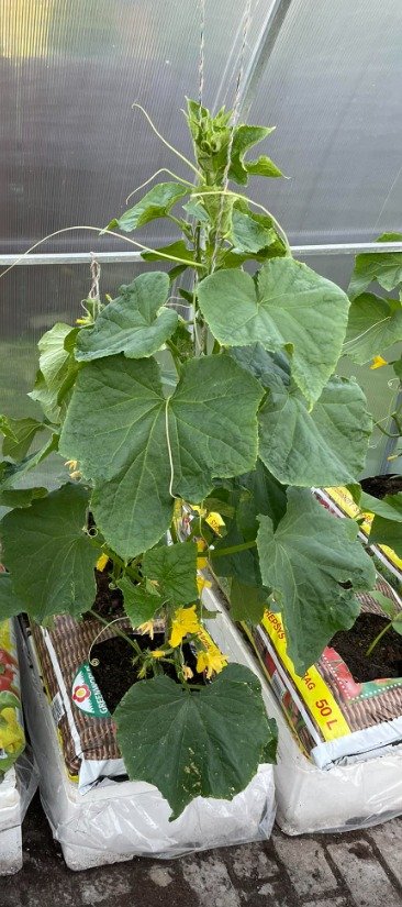 Laistymo dėžė BASIC - Image 5