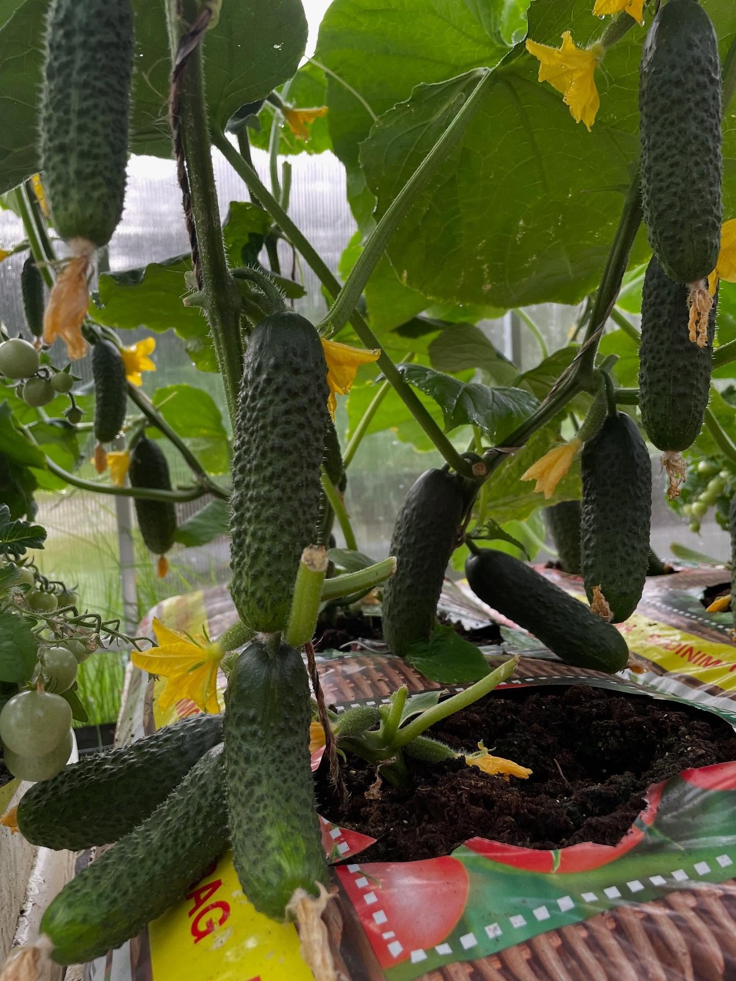 Laistymo dėžė BASIC - Image 6